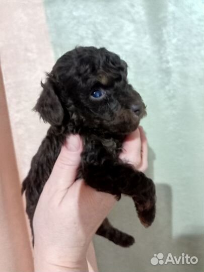 Малыш той -пудель