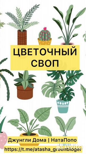 Комнатные растения цветы бесплатно