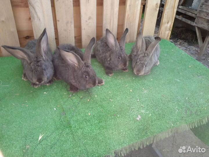 Кролики Великаны