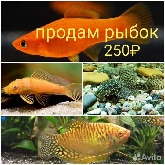 Продам аквариумных рыбок