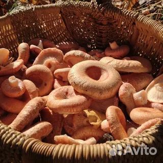 Белый груздь,волнушка