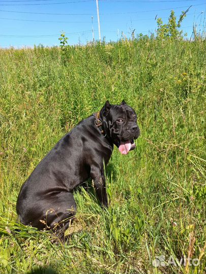 Кобель вязка Кане Корсо