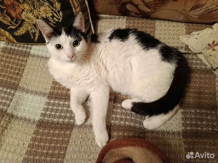 Котик в дар