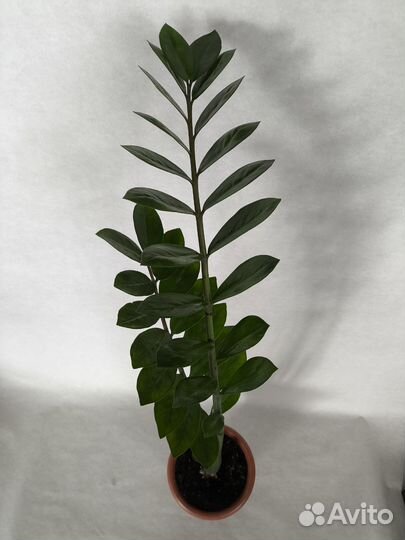 Замиокулькас