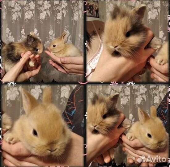 Передержка животных