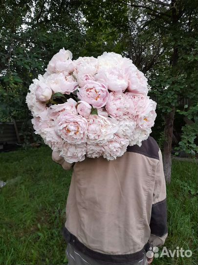 Пионы букет