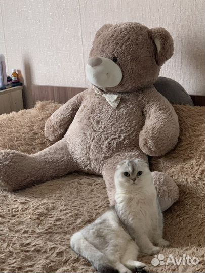 Кошка на вязку