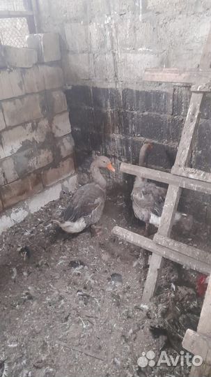Продаются гуси