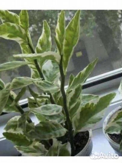 Педилантус