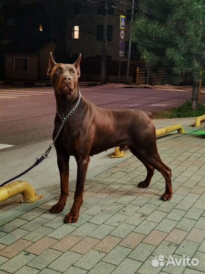 Вязка доберман