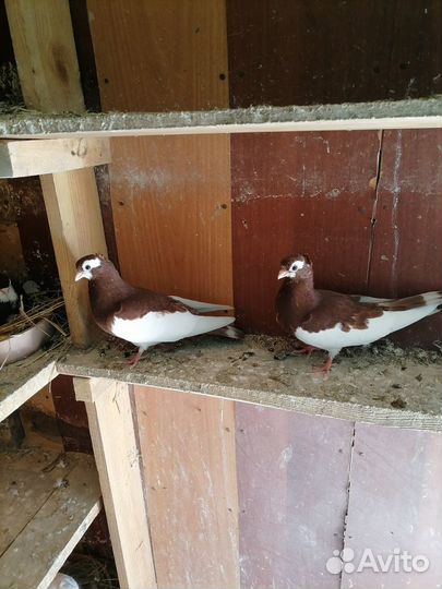 Голуби молодые