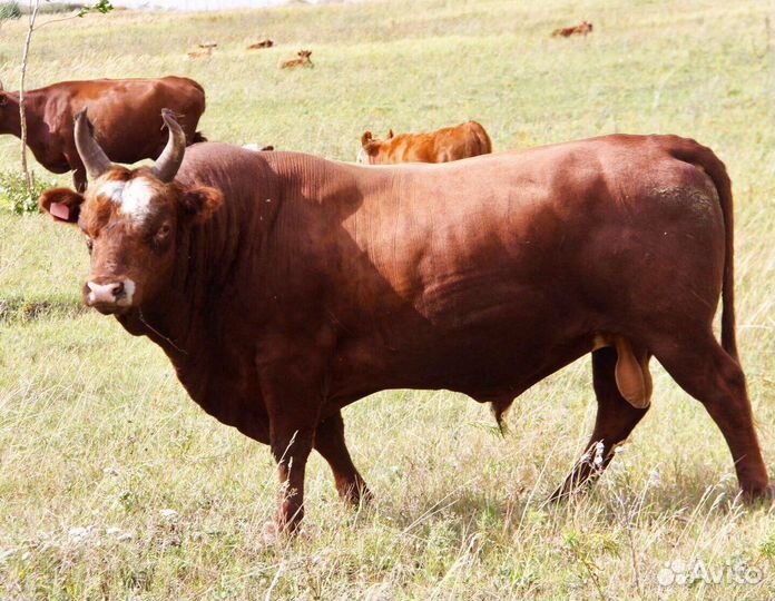 Мясо говядина домашняя