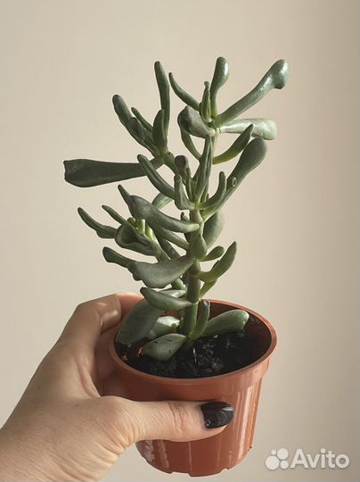 Толстянка крассула