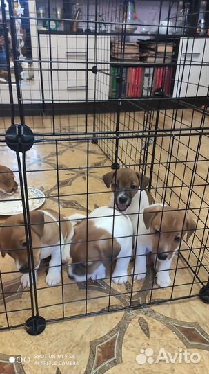 Щенки джек рассел терьер