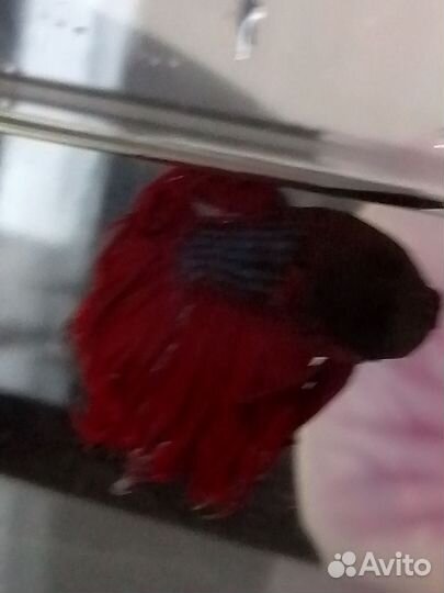 Рыбки петушок самцы и самки 3 месяца