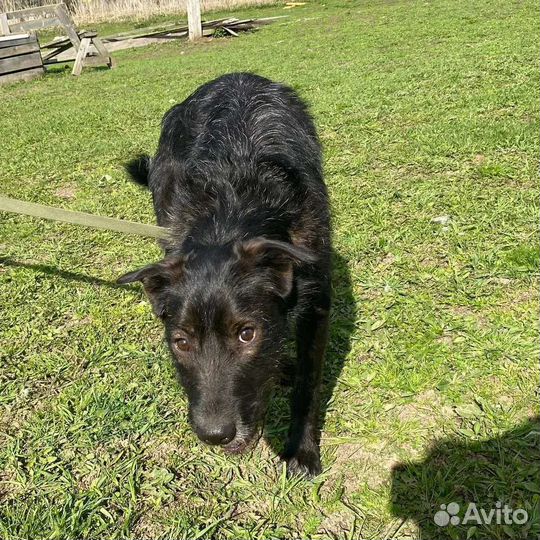 Молодой пёс, 18 кг, ищет дом