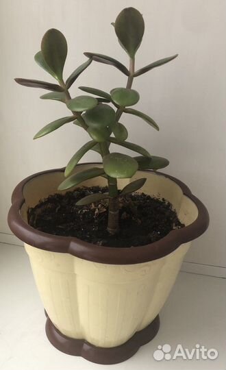 Толстянка,Алое