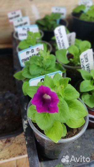 Цветы петунии рассада