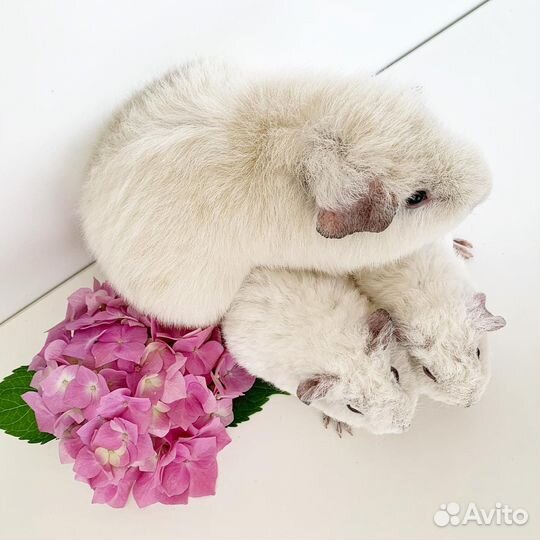 Морская свинка тедди