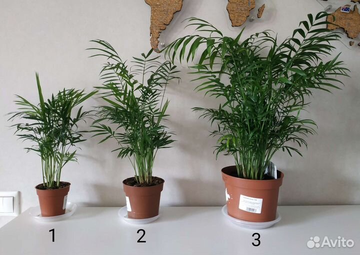 Пальма хамедорея