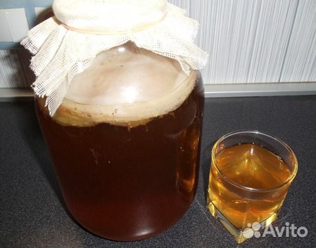 Чайный гриб