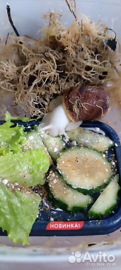 Улитки архахатины