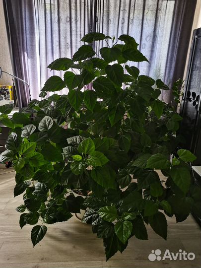 Продам комнатную розу