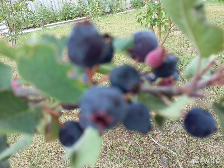 Ирга садовая