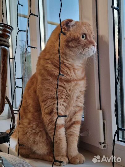 Вислоухий кот