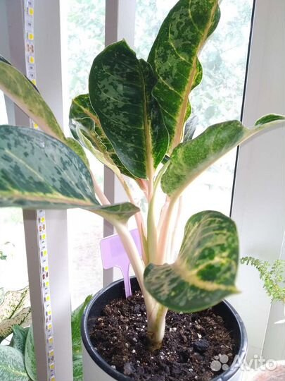 Аглаонема Чатра Монгол