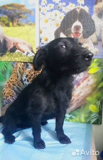 Милейшая собачка ищет дом