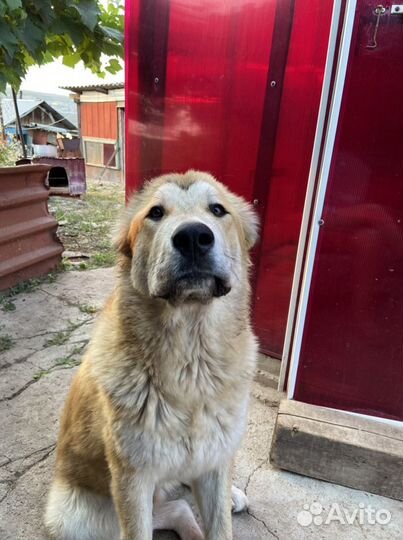 Вязка сао алабай