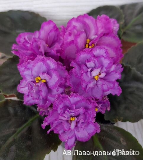 Фиалка Набор