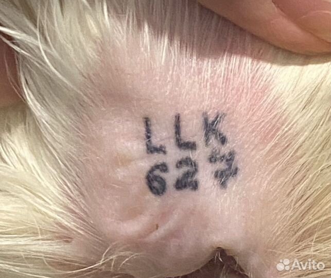 Клеймо/клеймение. Документы ркф/выдача и обмен