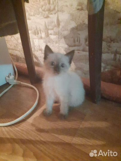 Котенок мальчик