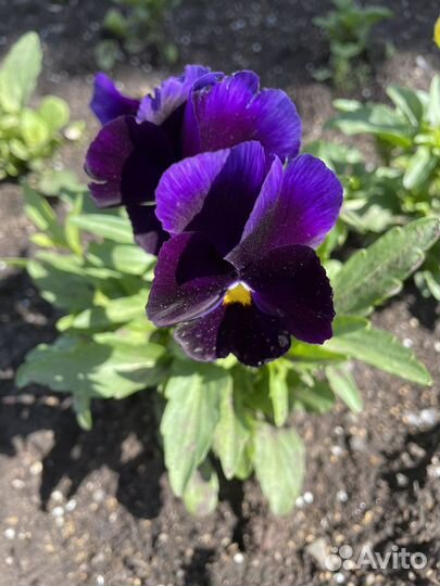 Рассада цветов. Фиалка