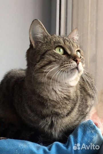 Кошка