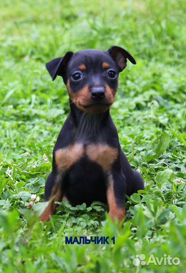 Щенки цвергпинчера