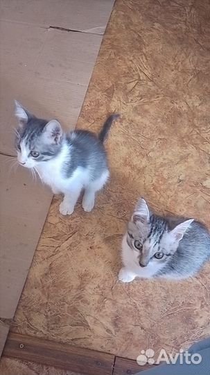 Кошки в добрые руки