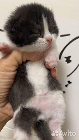 Британские котята