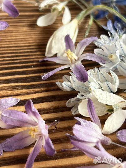 Сухоцветы первоцветы