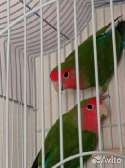 Попугаи неразлучники