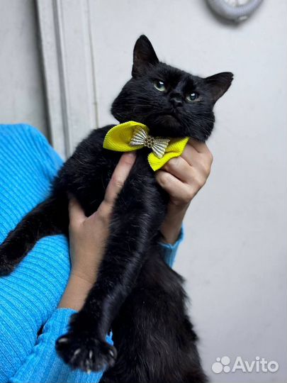 Кот Космос в добрые руки