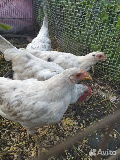 Молодые куры и петухи