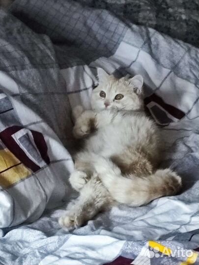 Шотландка кошка вязка