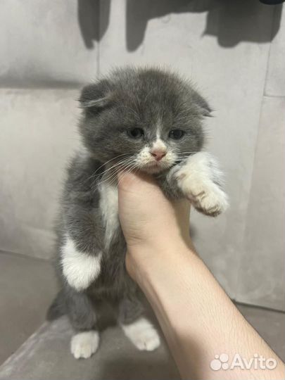 Шотландская вислоухая