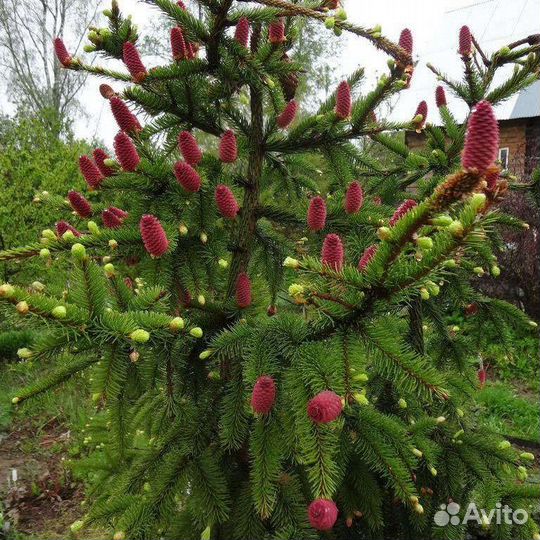 Ель Пуш, Акрокона, Ридал, Круента