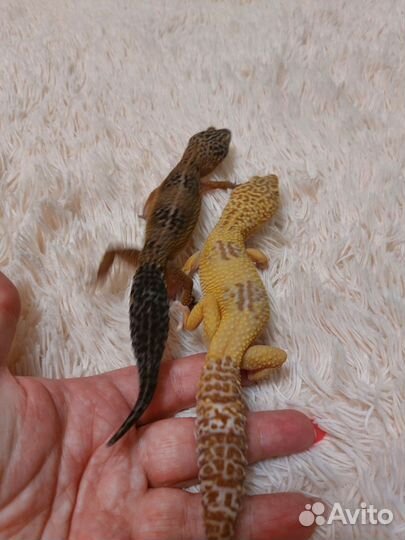 Эублефары пара