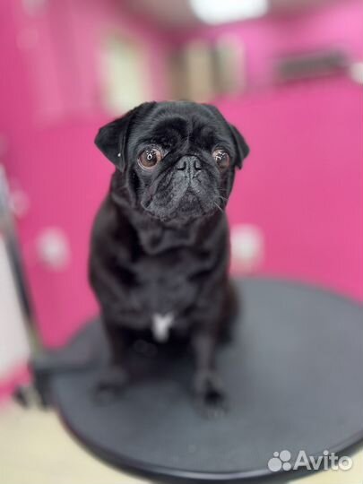 Стрижка собак