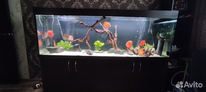 Аквариумный комплекс 590л